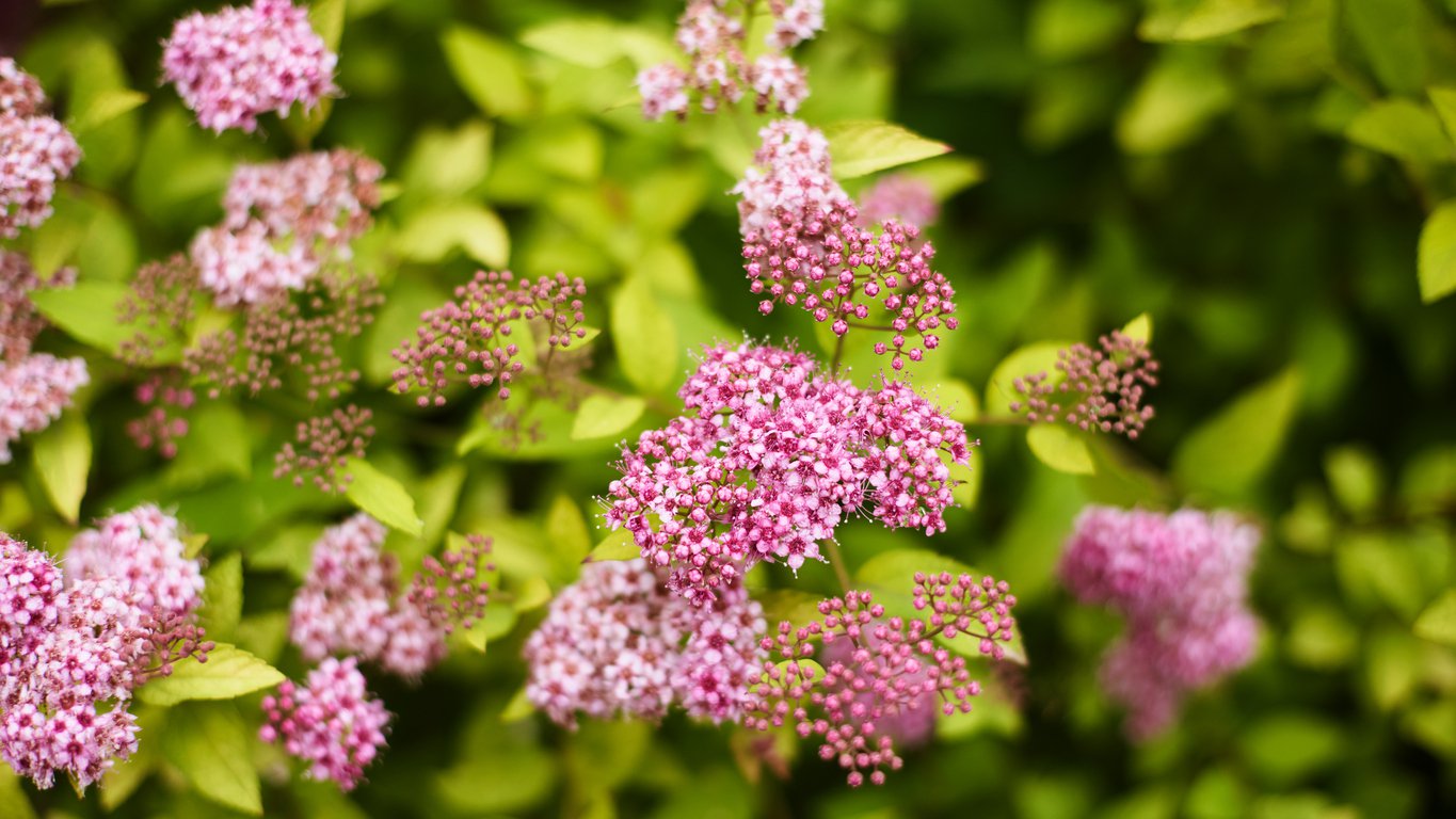 TAWUŁA japońska FROEBELII - 2