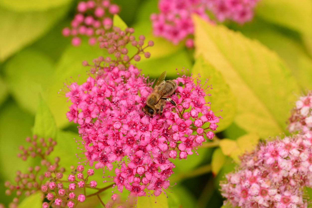 Tawuła japońska GOLDFLAME - 2