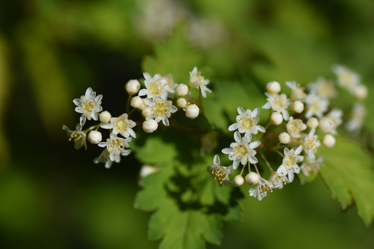 Tawulec pogięty CRISPA - 3
