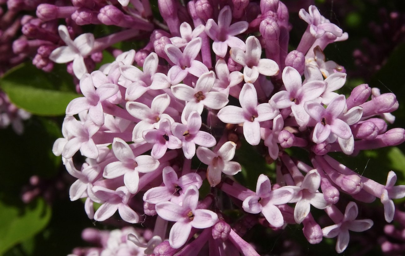 Lilak PALIBIN na pniu