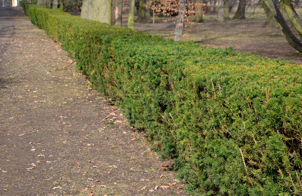 Cis pośredni HICKSII 30cm - 3