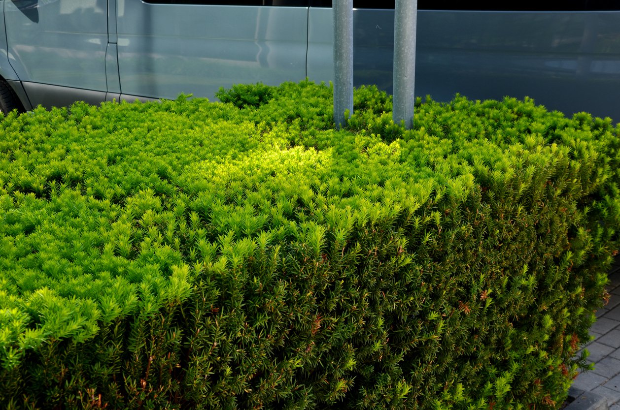 Cis pośredni HICKSII 30cm - 2