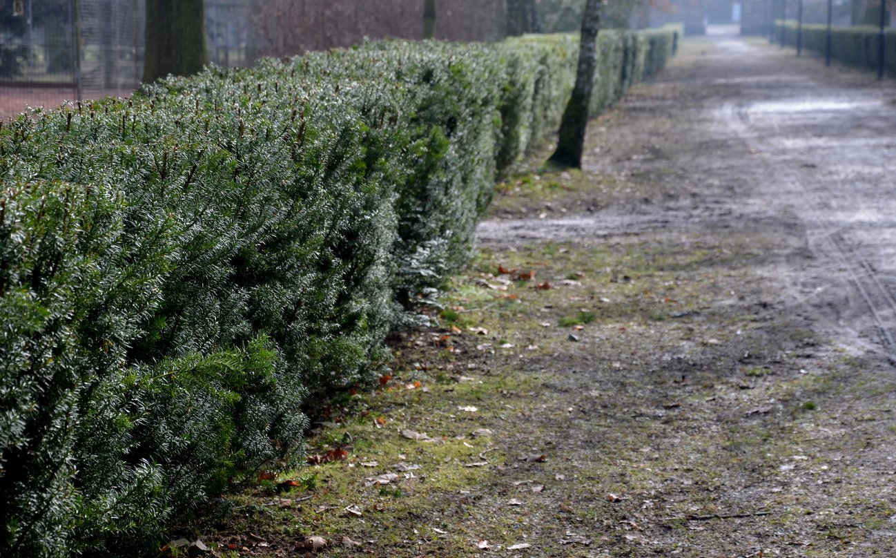 Cis pośredni HICKSII 30cm - 4