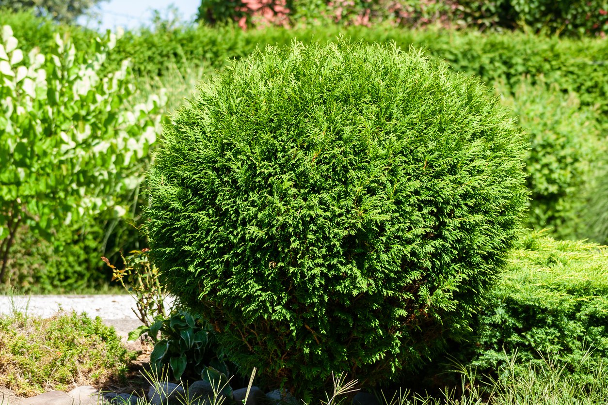 Tuja thuja MIRJAM - 4