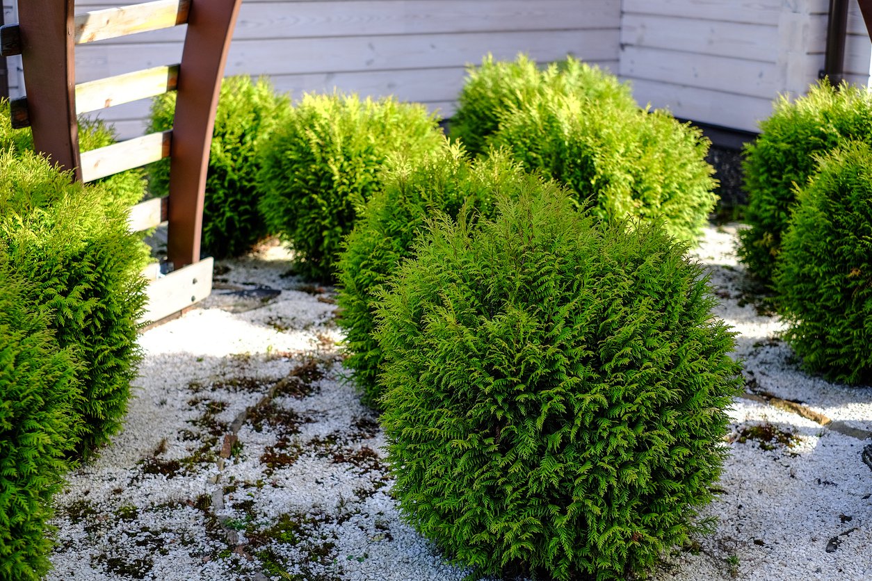 Tuja thuja MIRJAM - 5