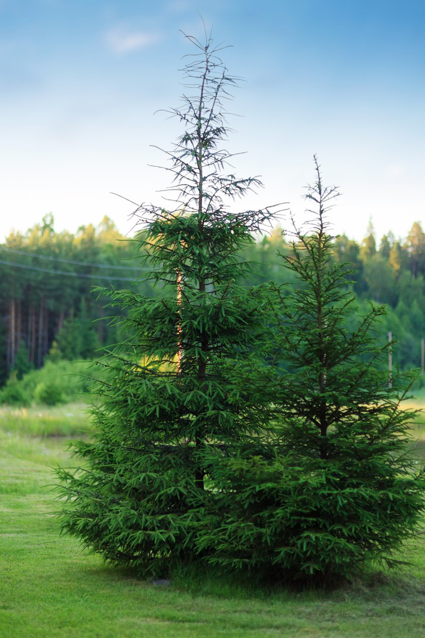 CHOINA KANADYJSKA zimozielona - 2