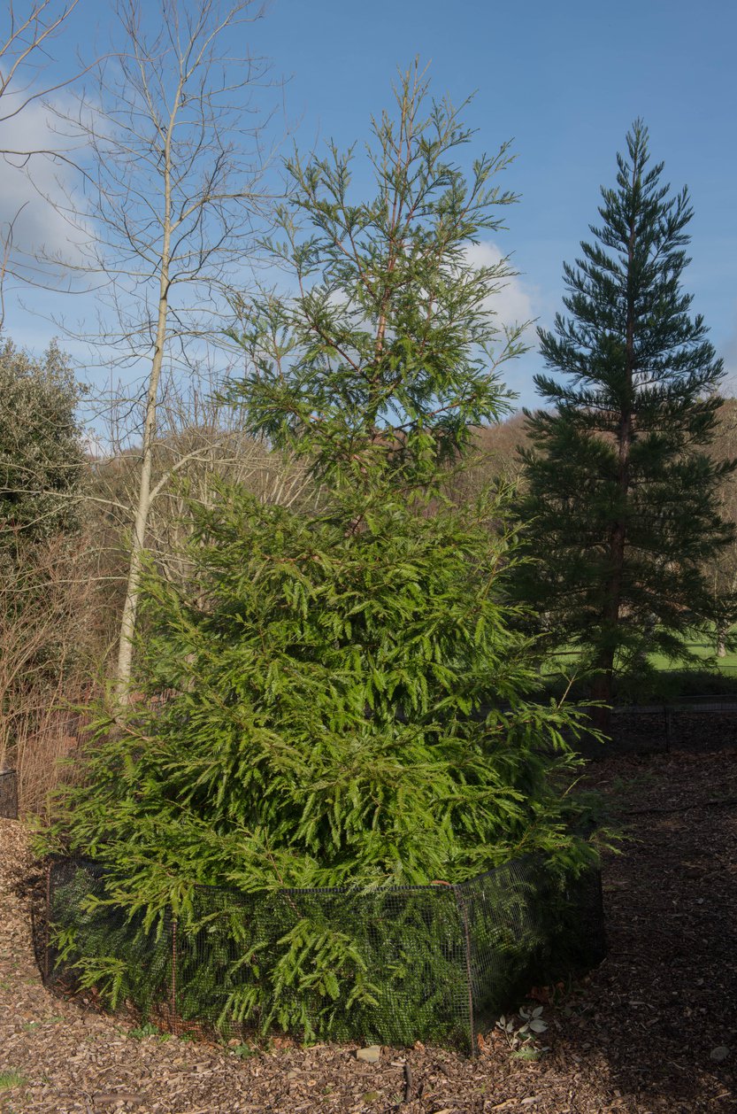 CHOINA KANADYJSKA zimozielona - 3