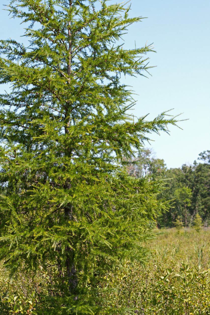 CHOINA KANADYJSKA zimozielona - 4