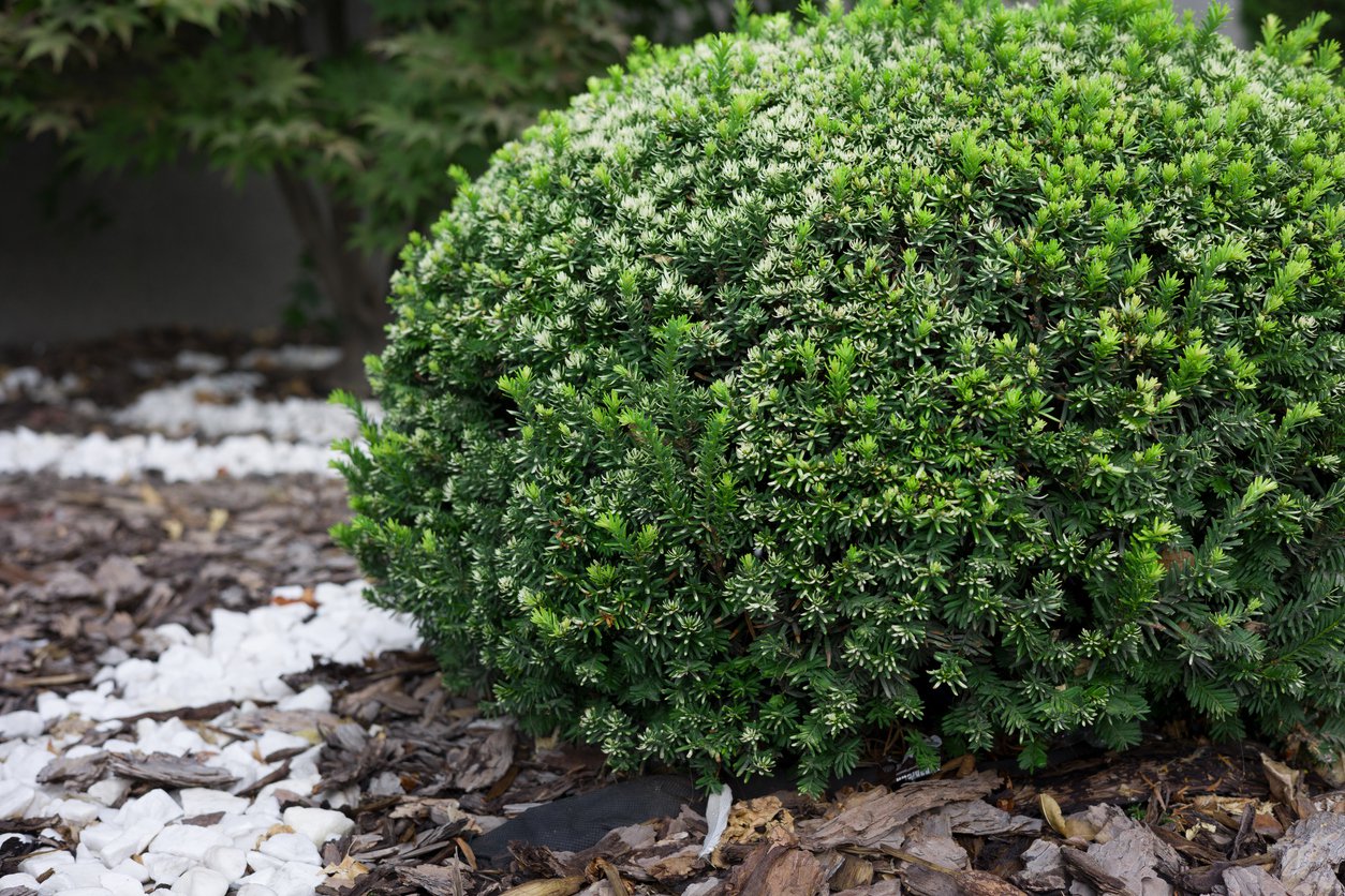 CIS POSPOLITY ANNA - 3