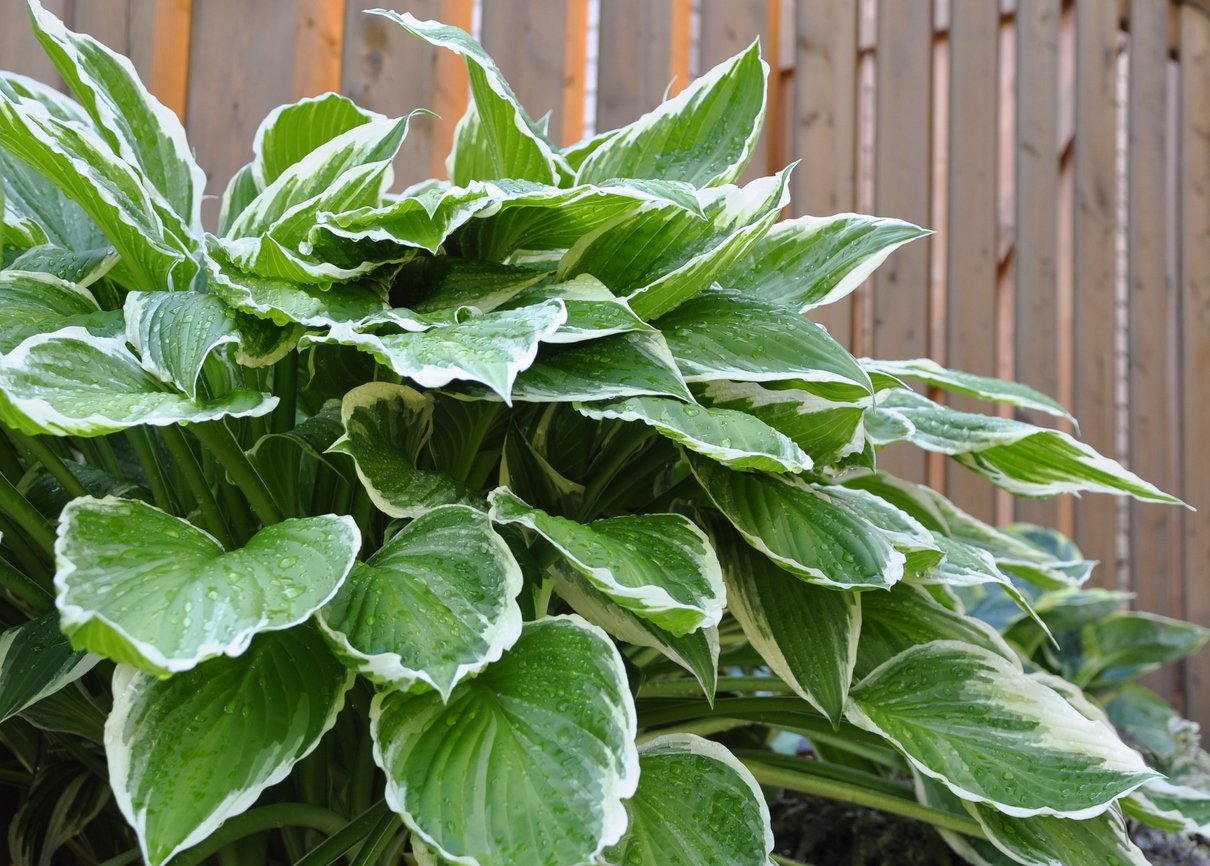 Funkia Hosta FIRST FROST - 2