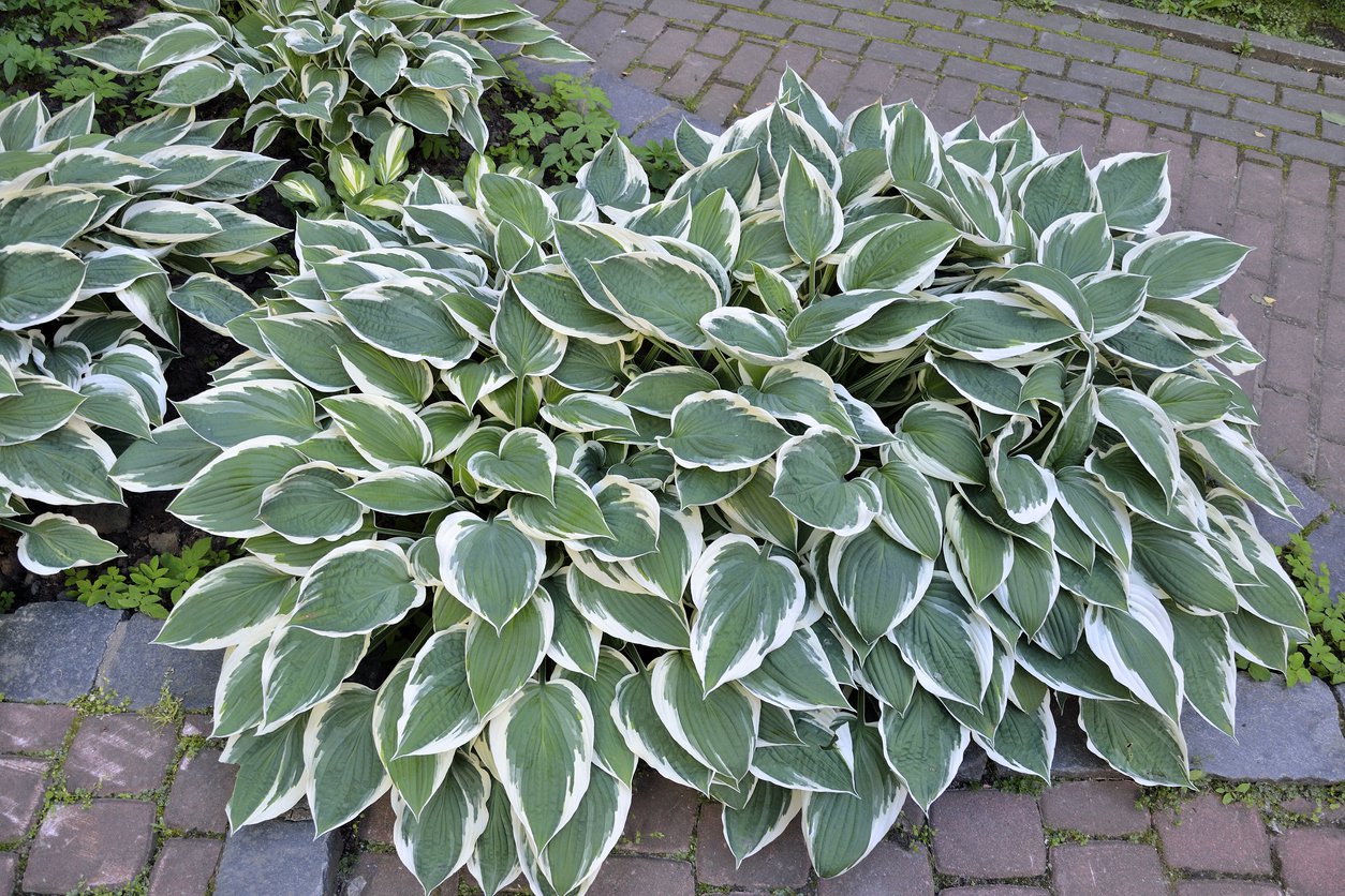 Funkia Hosta FIRST FROST - 3