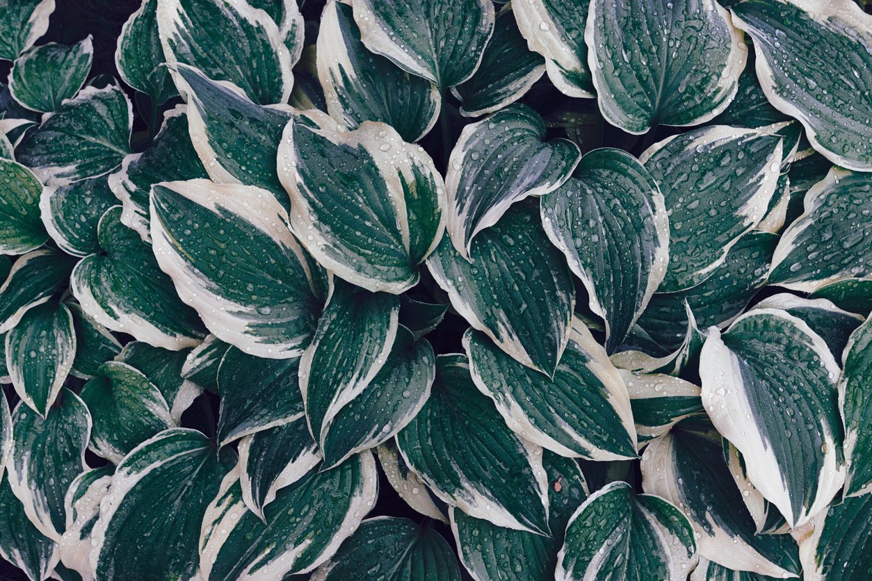 Funkia Hosta FIRST FROST - 4