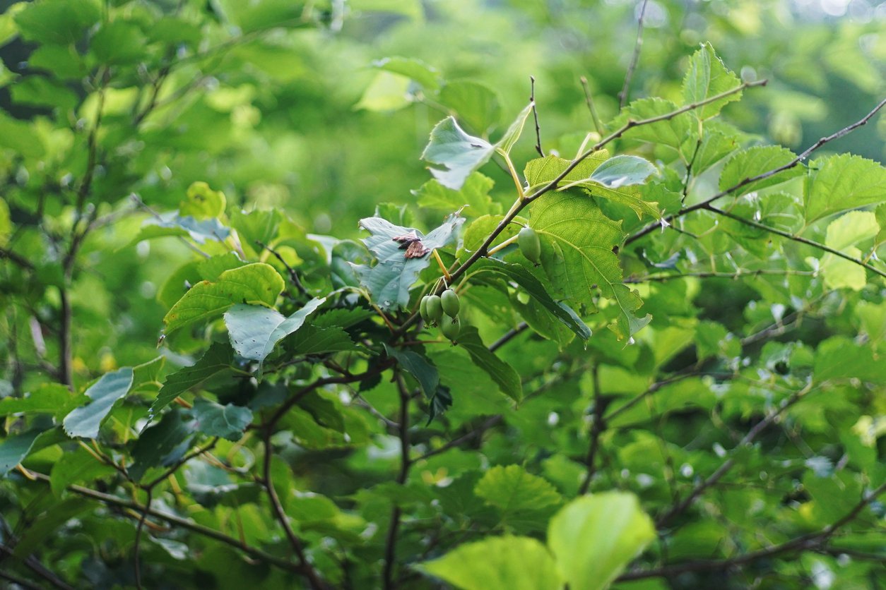 MINI KIWI Aktinidia Ostrolistna Genewa - 4