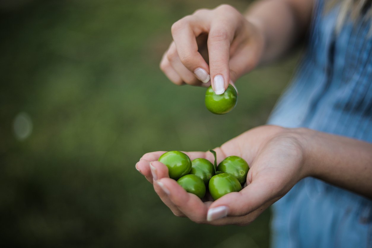 MINI KIWI aktinidia ostrolistna ROGÓW - 3