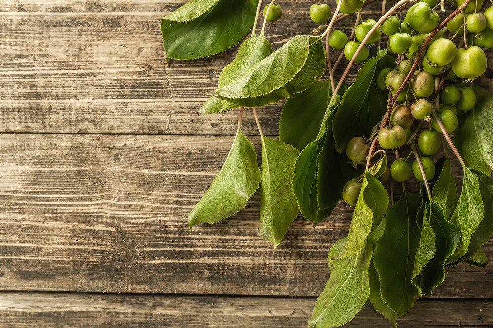 MINI KIWI aktinidia ostrolistna ROGÓW - 5