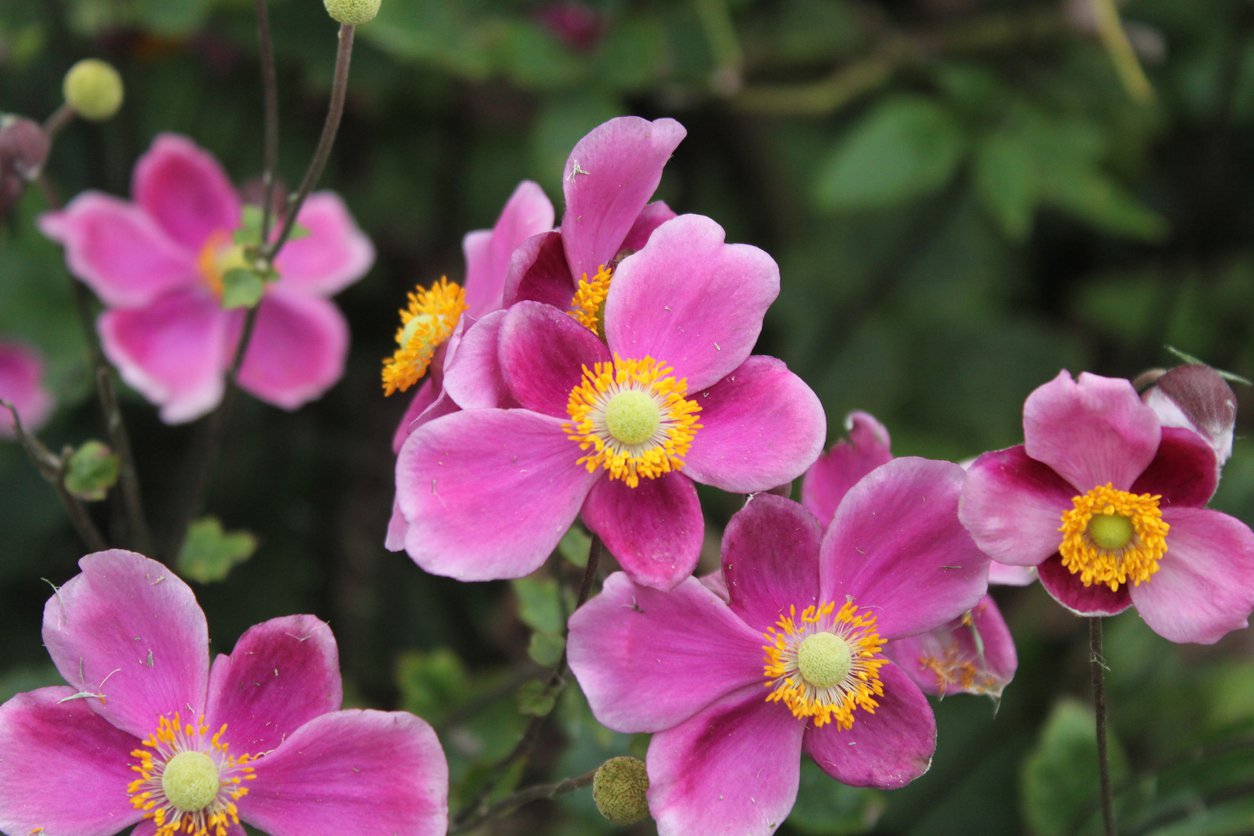 Zawilec SEPTEMBER CHARM