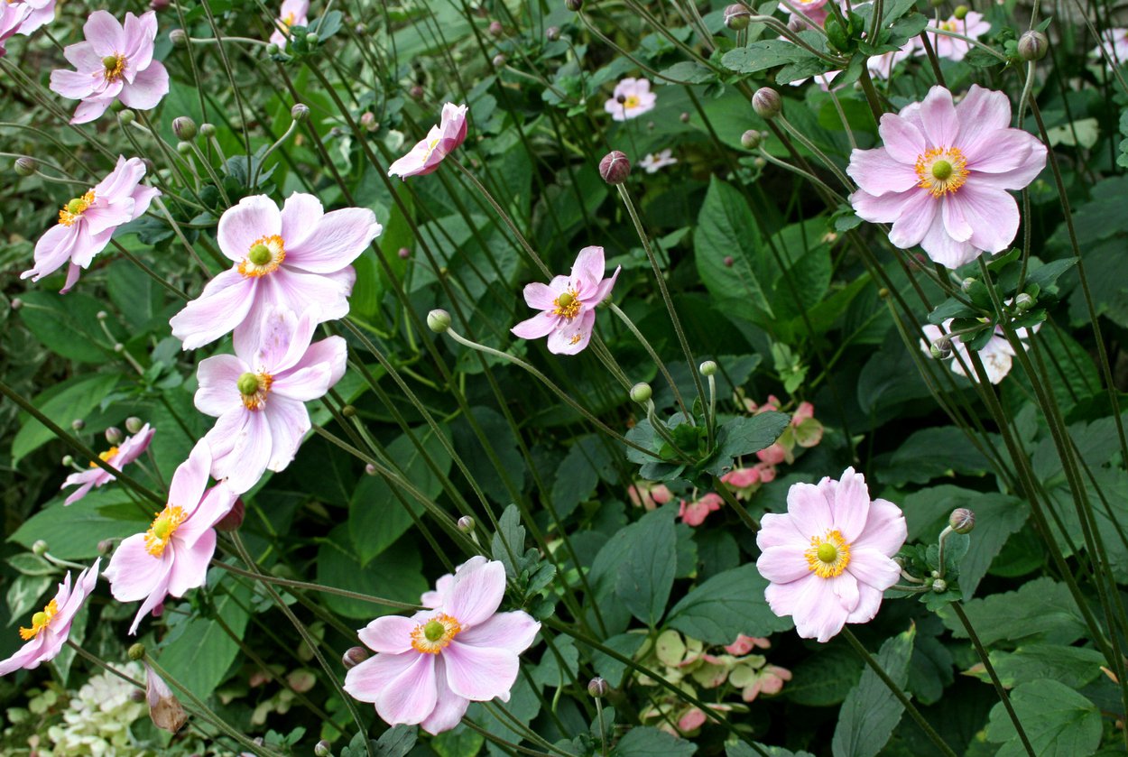 Zawilec SEPTEMBER CHARM - 2