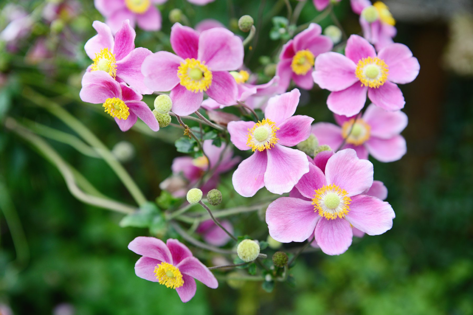 Zawilec SEPTEMBER CHARM - 3