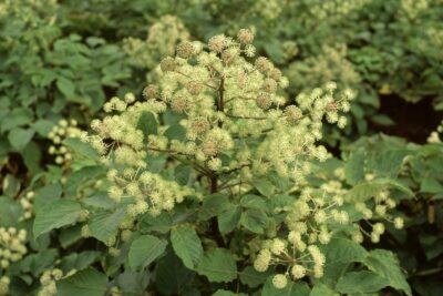 Aralia sercowata Sun King