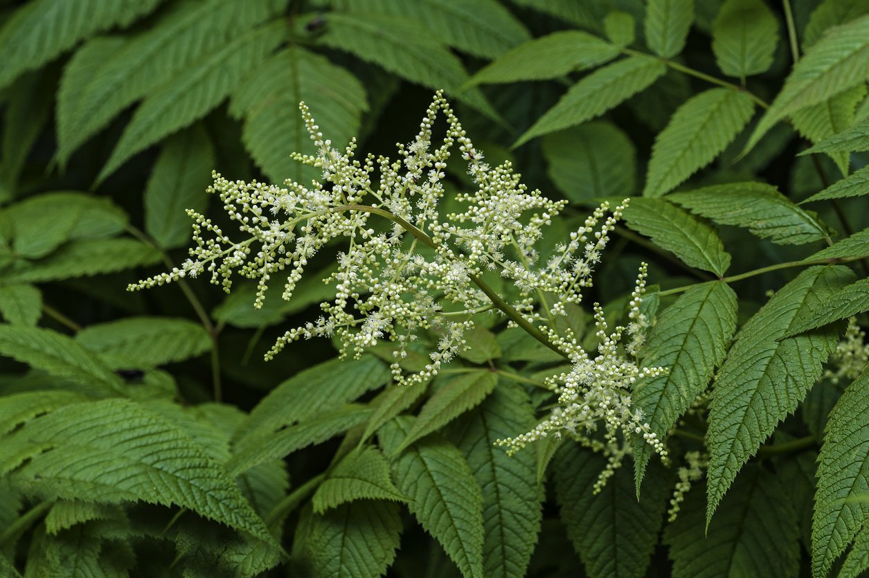 Parzydło leśne MISTY LACE - 2