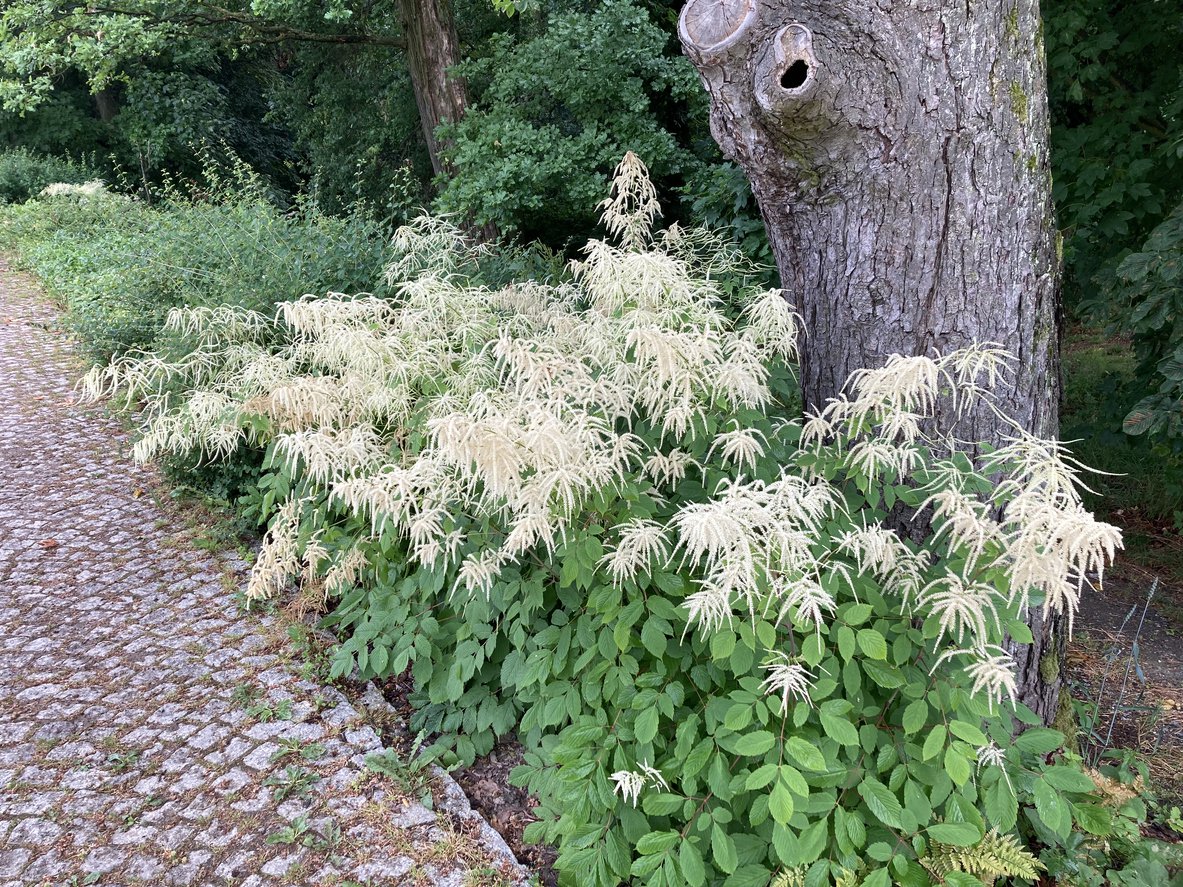 Parzydło leśne MISTY LACE - 3