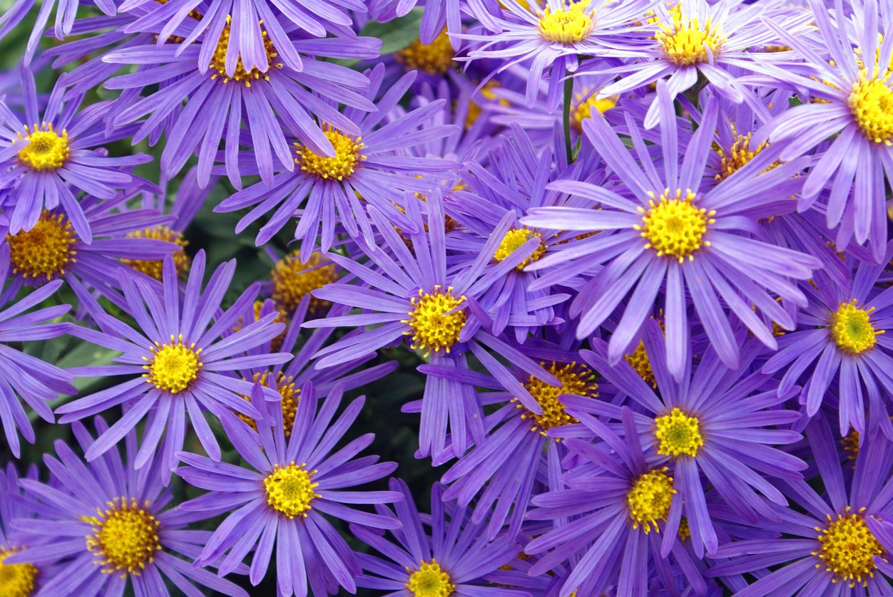 Aster żeniszkowaty ASRAN