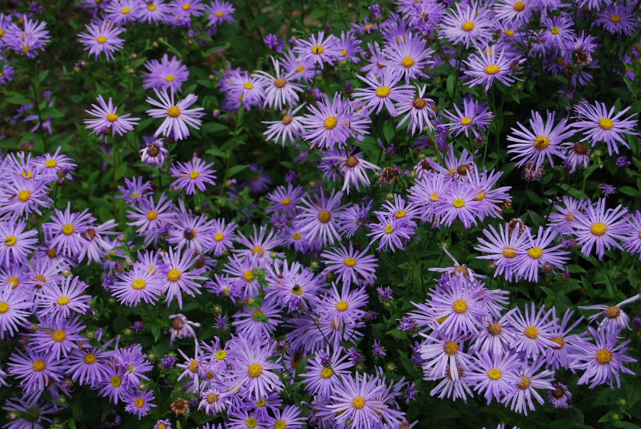 Aster żeniszkowaty ASRAN - 2