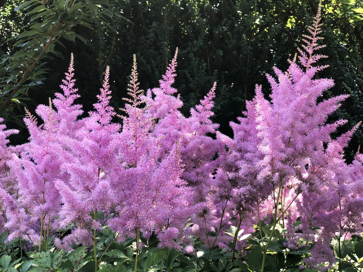 Tawułka chińska PUMILA - 3