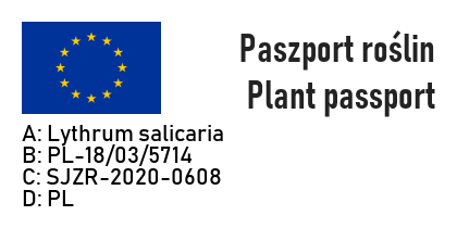 Krwawnica pospolita ROBIN - 6