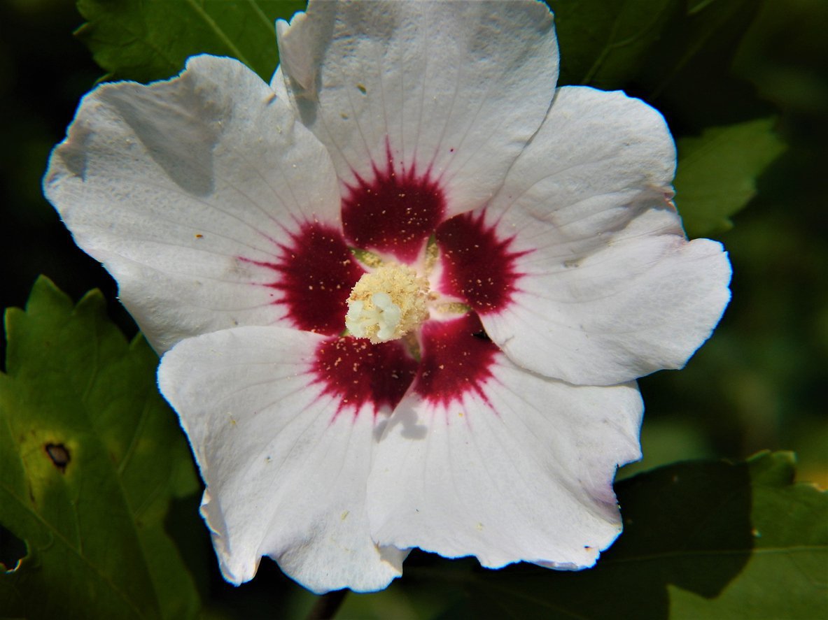 HIBISKUS RED HEART na PNIU - 2
