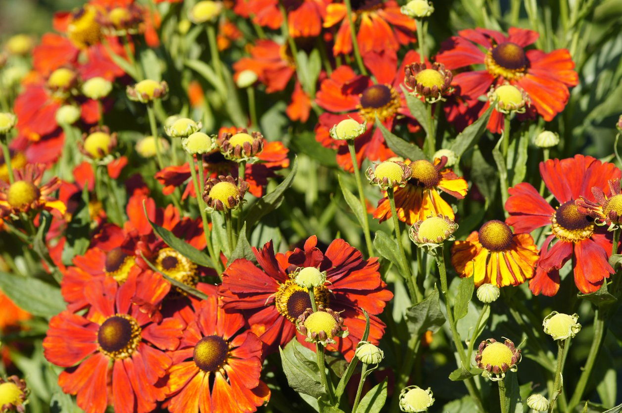 Dzielżan jesienny SIESTA - 2