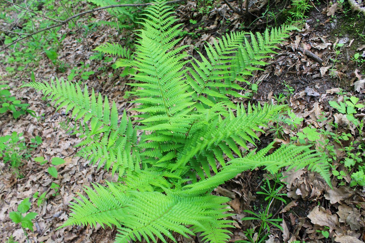 Wietlica samicza ATHYRIUM FILIX FEMINA - 1