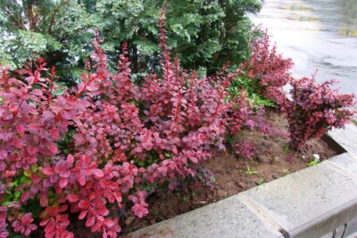 Berberys Thunberga FIREBALL