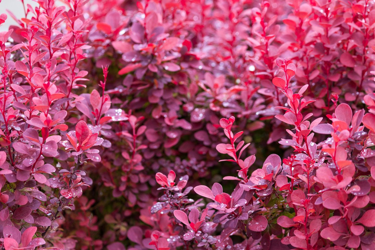 Berberys Thunberga FIREBALL - 4