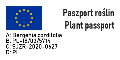 Bergenia sercolistna ROTBLUM - 5