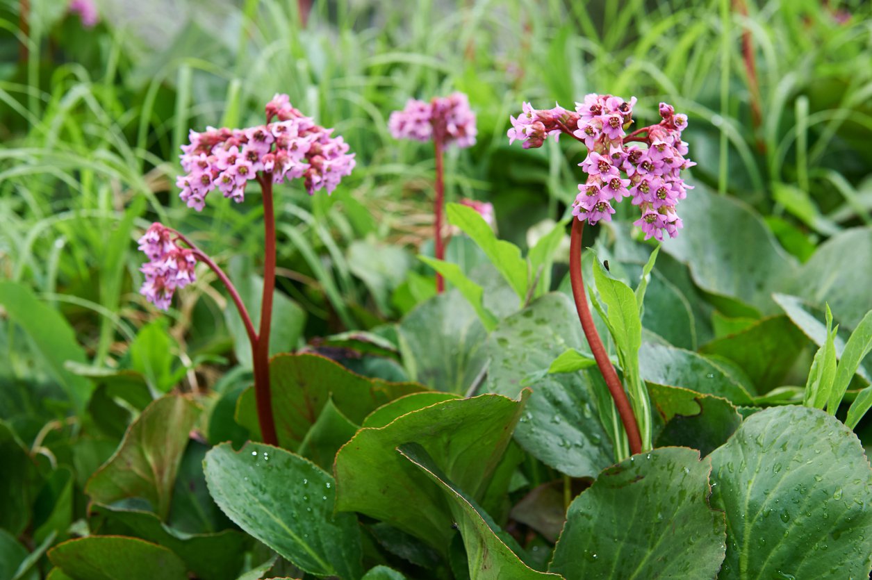 Bergenia sercolistna ROTBLUM - 2
