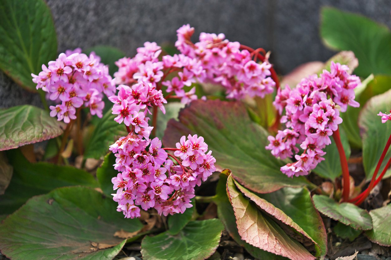 Bergenia sercolistna ROTBLUM - 1