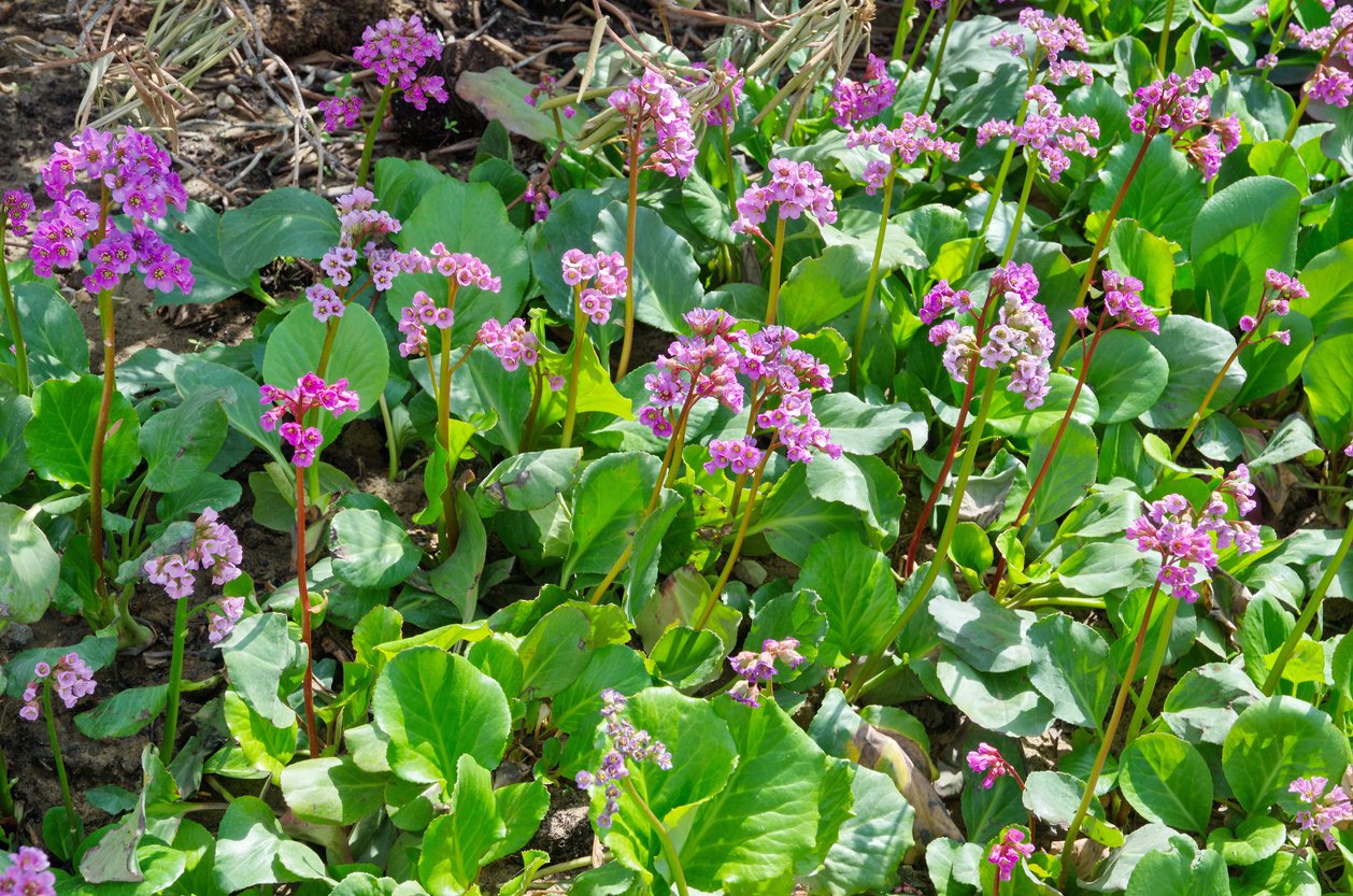 Bergenia sercolistna ROTBLUM - 3