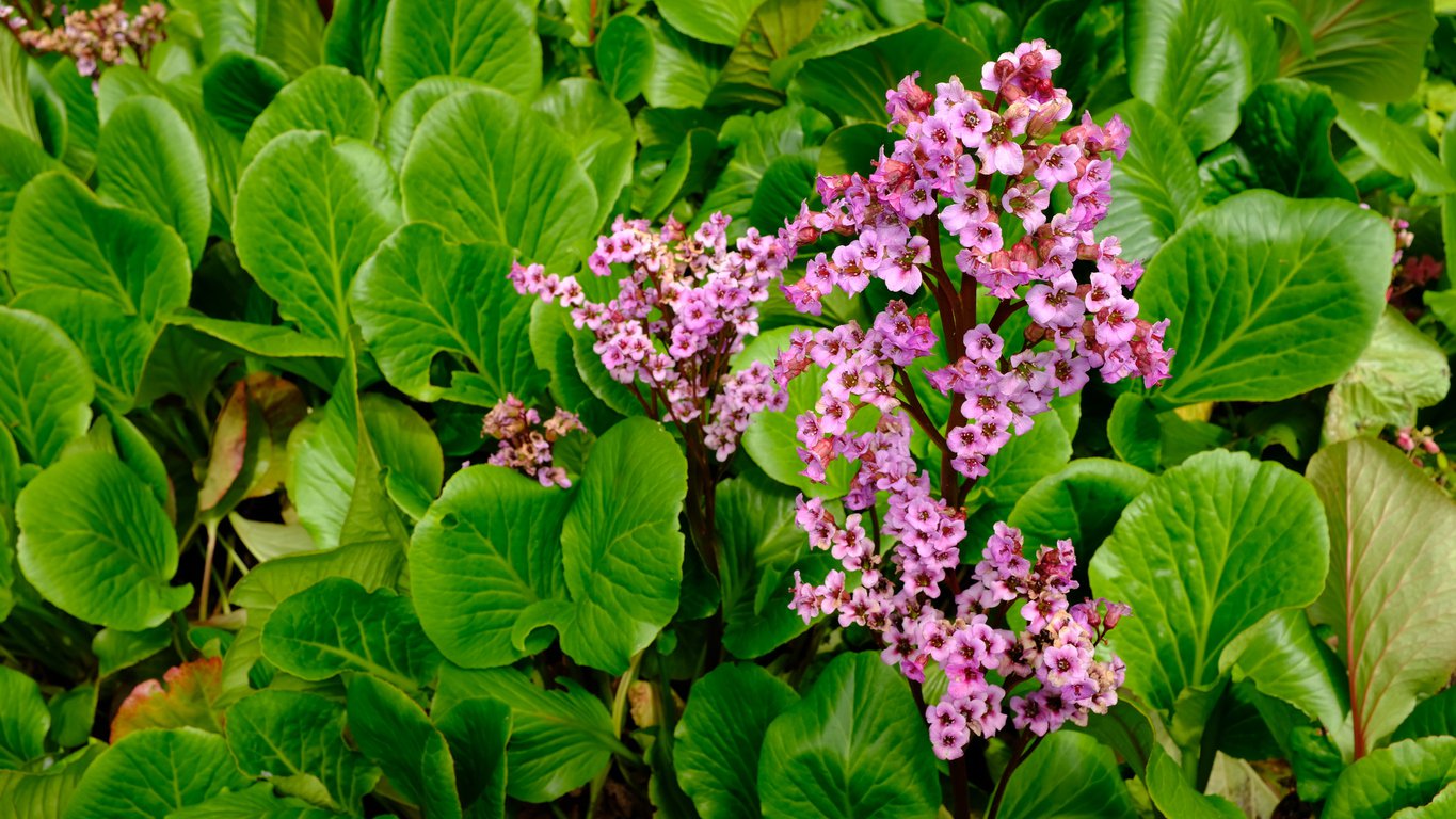 Bergenia sercolistna ROTBLUM - 4