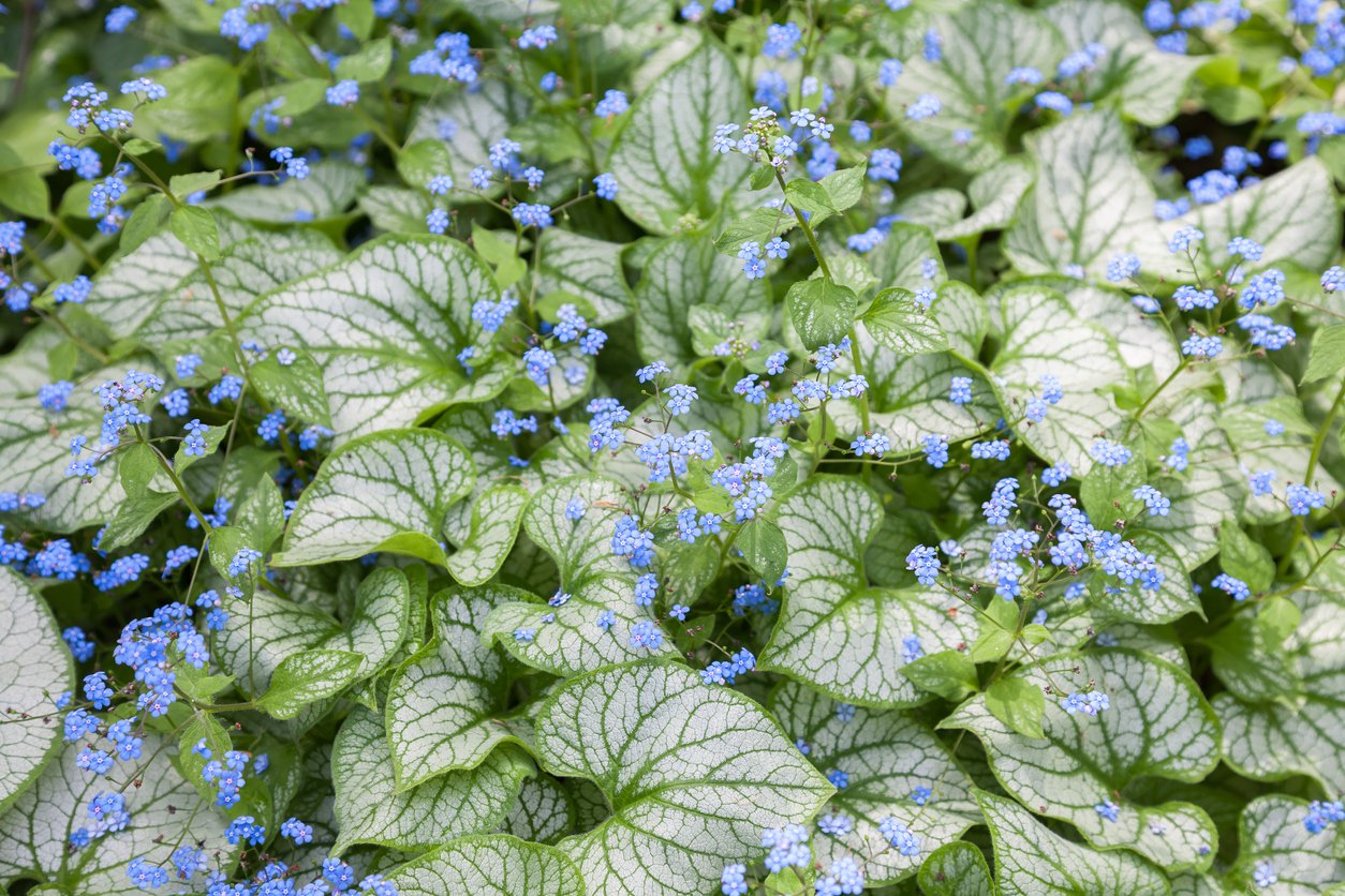 Brunnera wielkolistna JACK FROST - 2