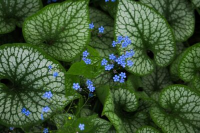 Brunnera wielkolistna JACK FROST