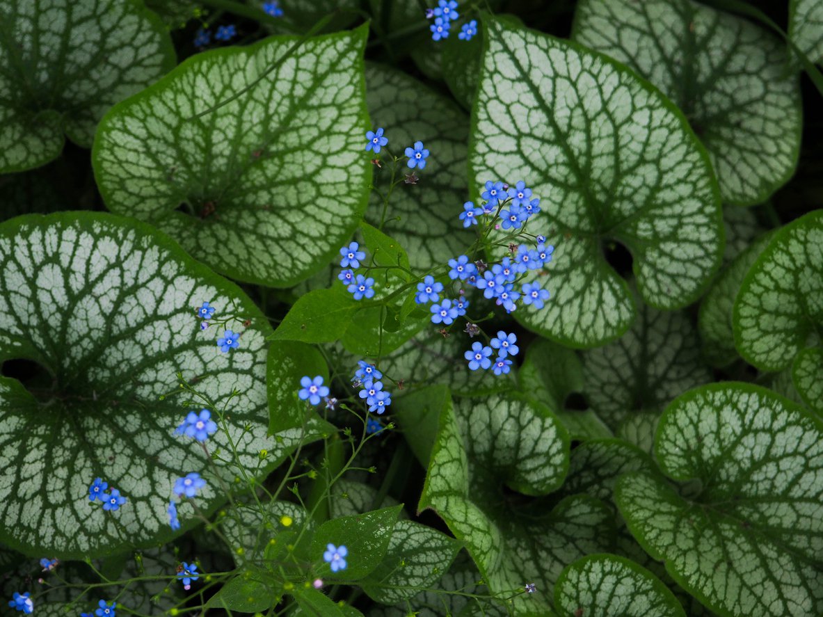 Brunnera wielkolistna JACK FROST