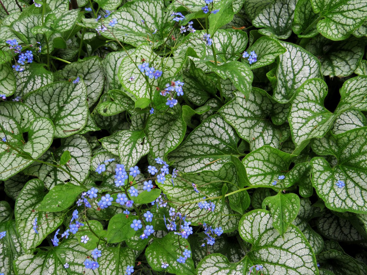 Brunnera wielkolistna JACK FROST - 3