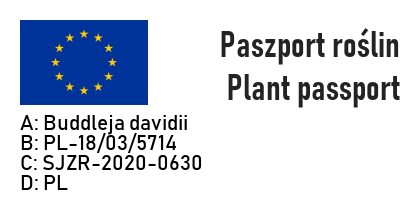 Buddleja davidii REVE DE PAPILLON BLUE - 5