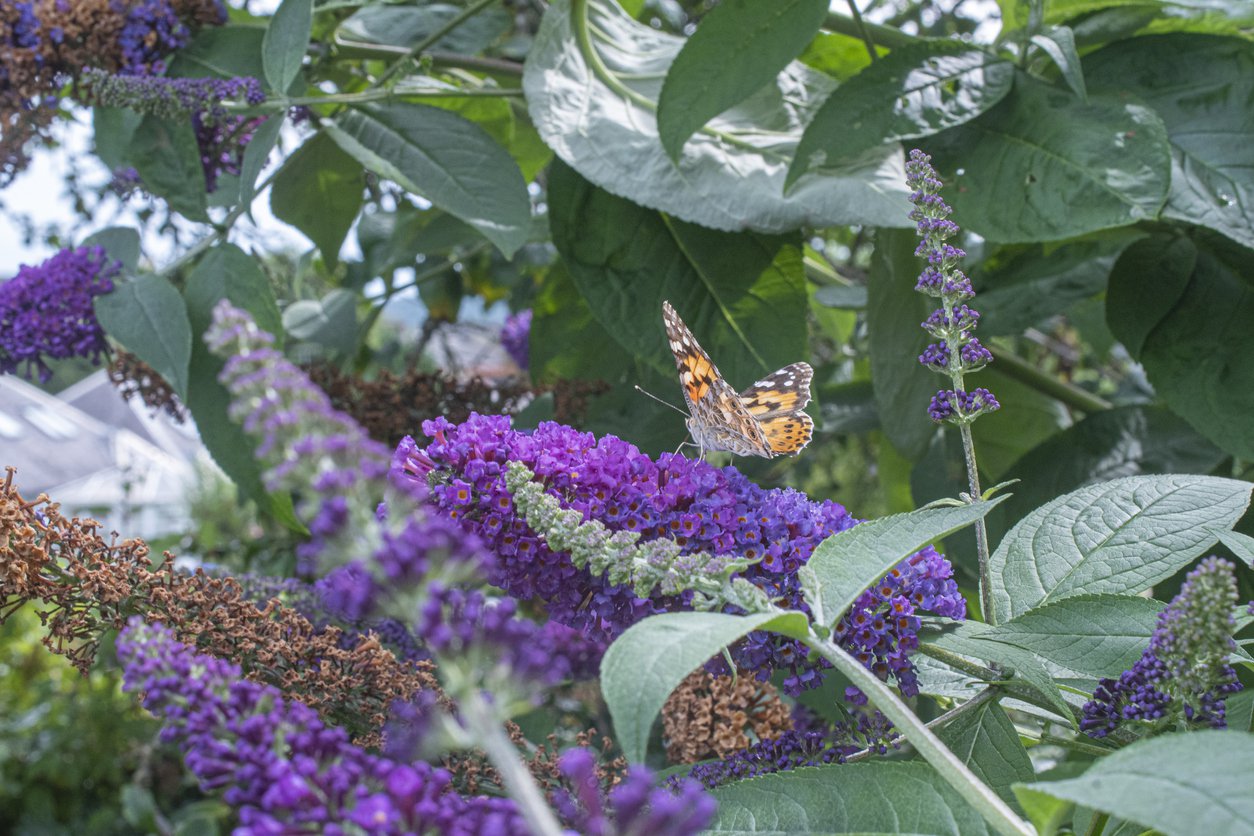 Buddleja davidii REVE DE PAPILLON BLUE - 2