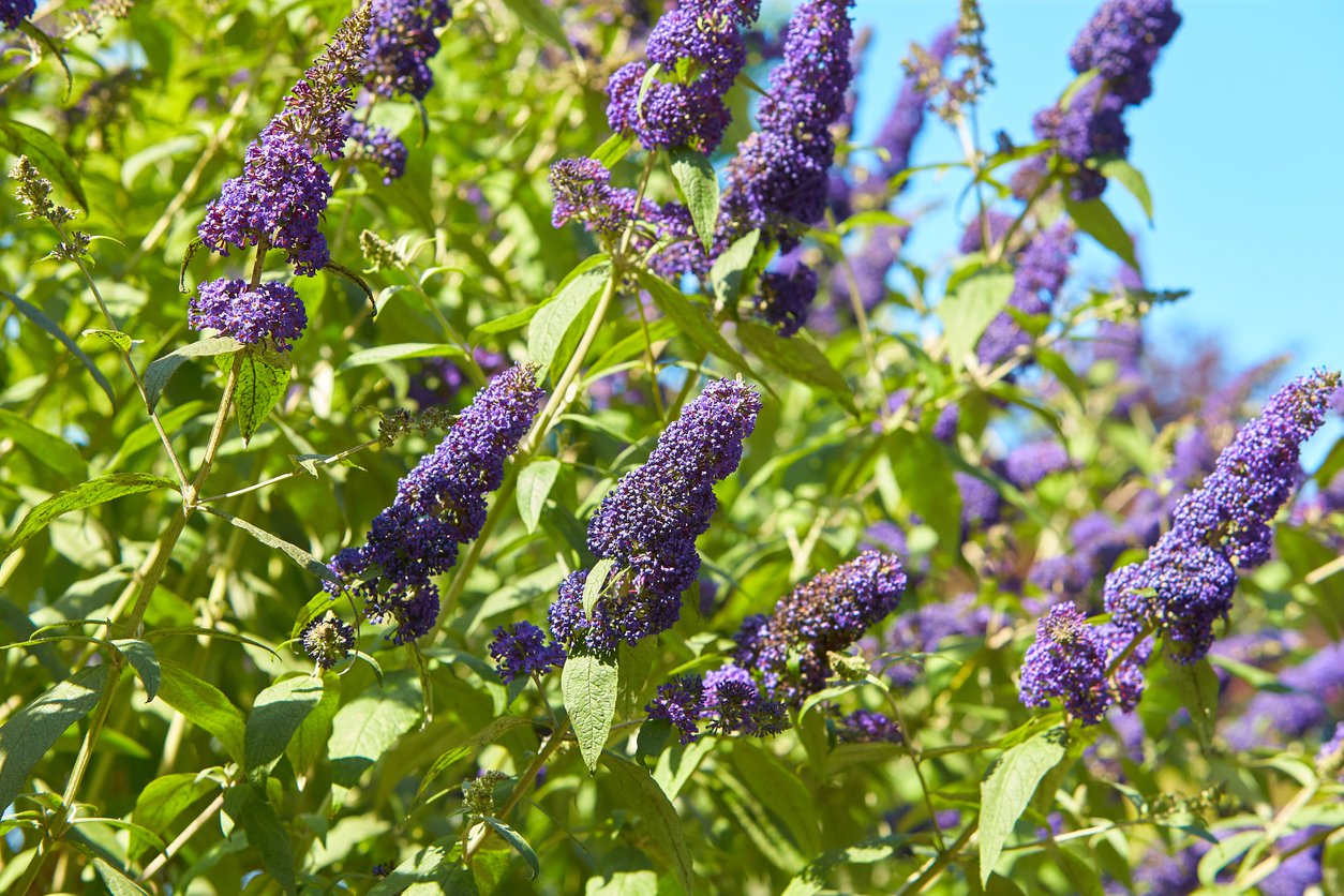 Buddleja davidii REVE DE PAPILLON BLUE - 3