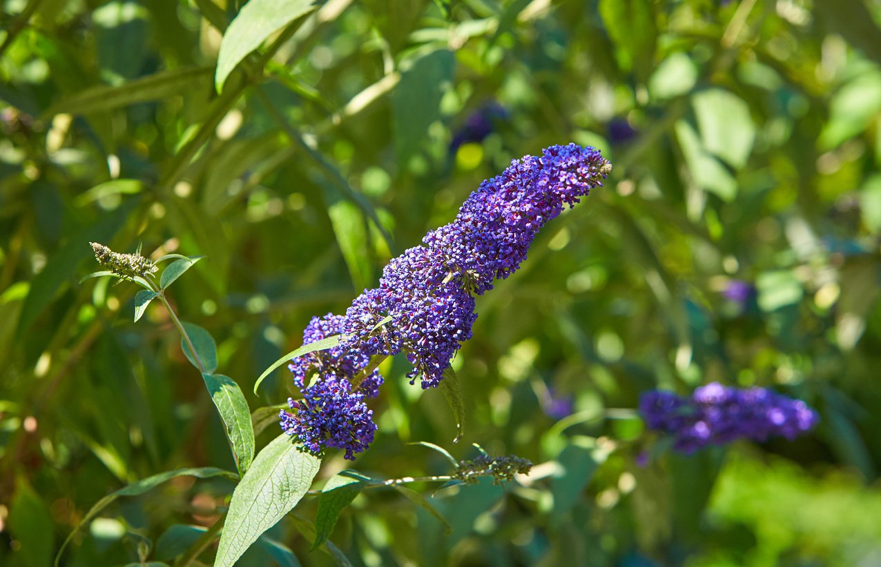 Buddleja davidii REVE DE PAPILLON BLUE - 4