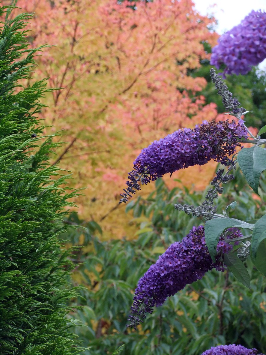 Budleja Dawida REVE DE PAPILLON LAVENDER - 2