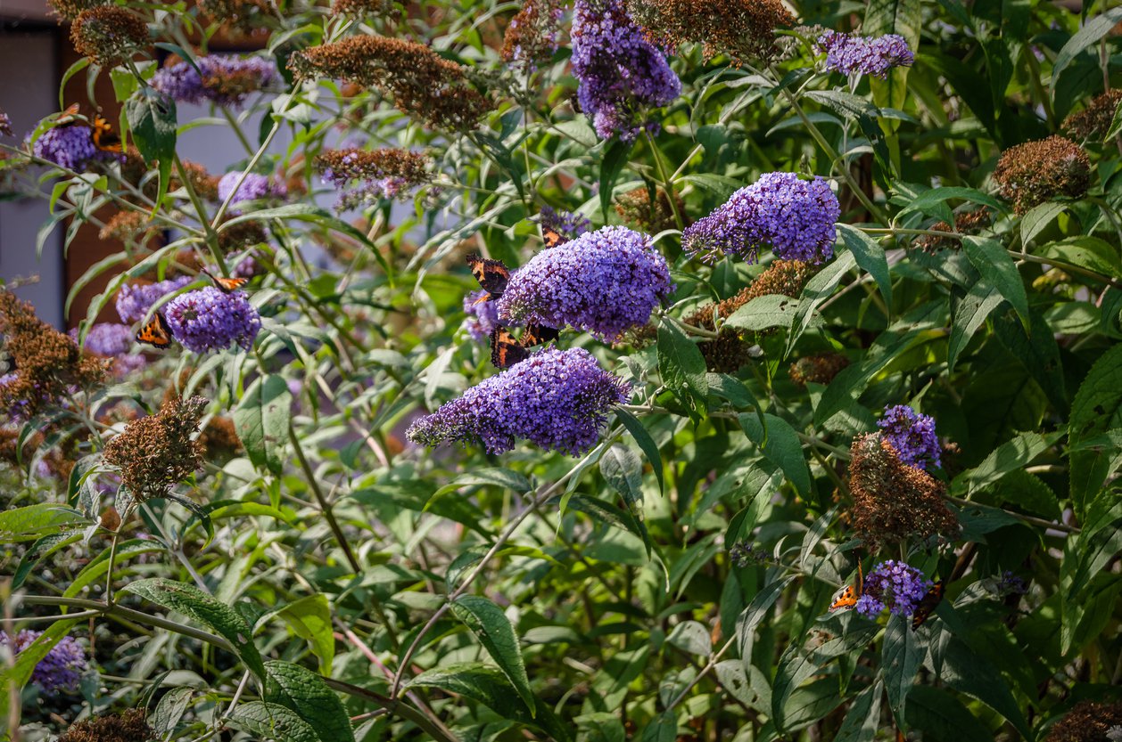 Budleja Dawida REVE DE PAPILLON LAVENDER - 3