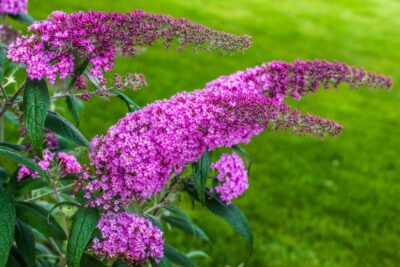 Buddleja Dawida REVE PAPILLON PINK